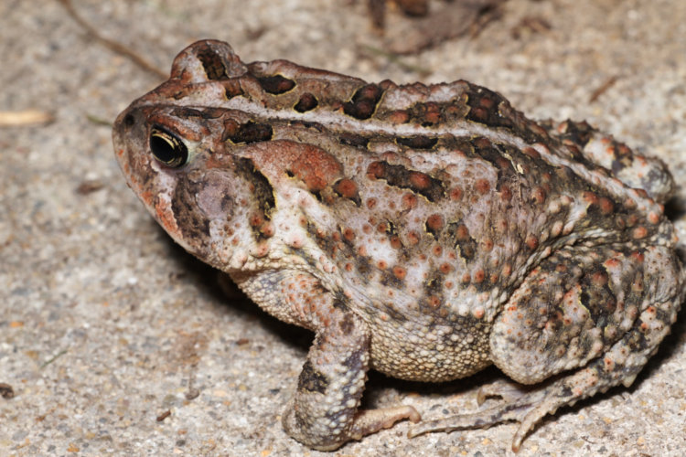 large pale specimen of southern toad Anaxyrus terrestris