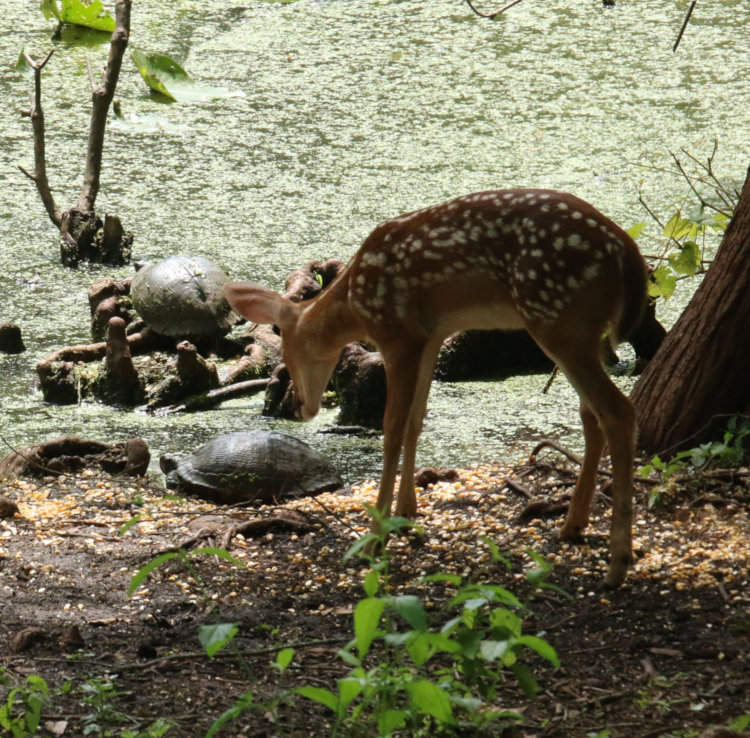 white-tailed deer Odocoileus virginianus fawn timidly investigating yellow-bellied slider Trachemys scripta scripta on pond edge