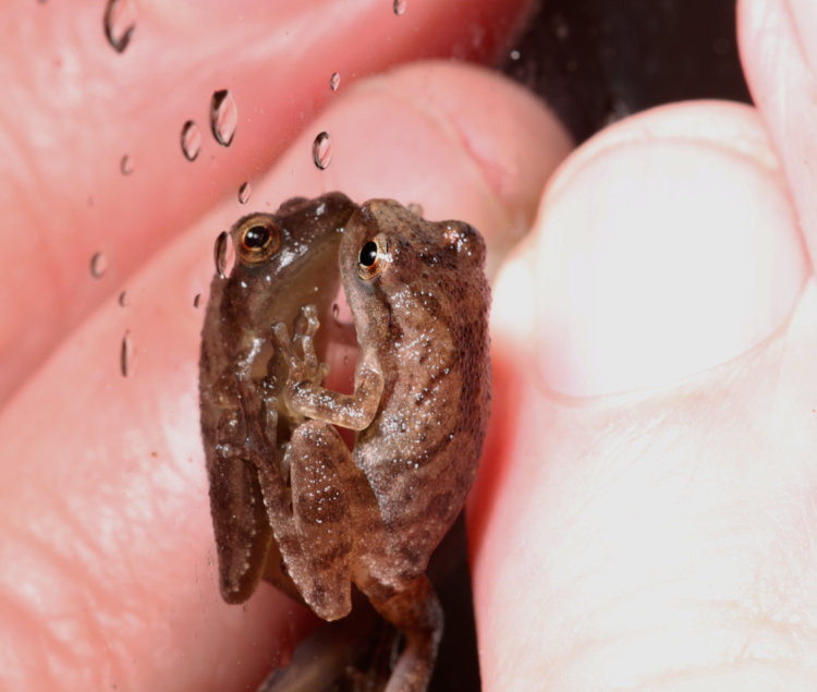 juvenile spring peeper Pseudacris crucifer on reflective film on storm door alongside author's fingers for scale