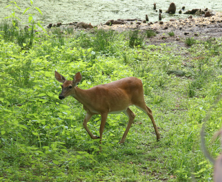 white-tailed deer Odocoileus virginianus doe wandering off without fawns