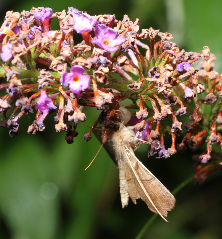 unidentified butterfly holding too motionless on butterfly bush Buddleja davidii cluster