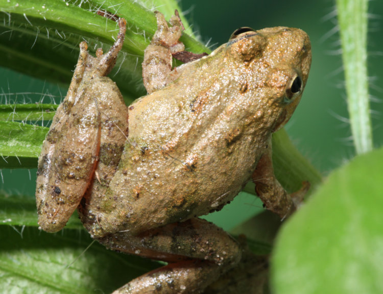 dorsal view of juvenile northern cricket frog Acris crepitans showing lack of identifying markings