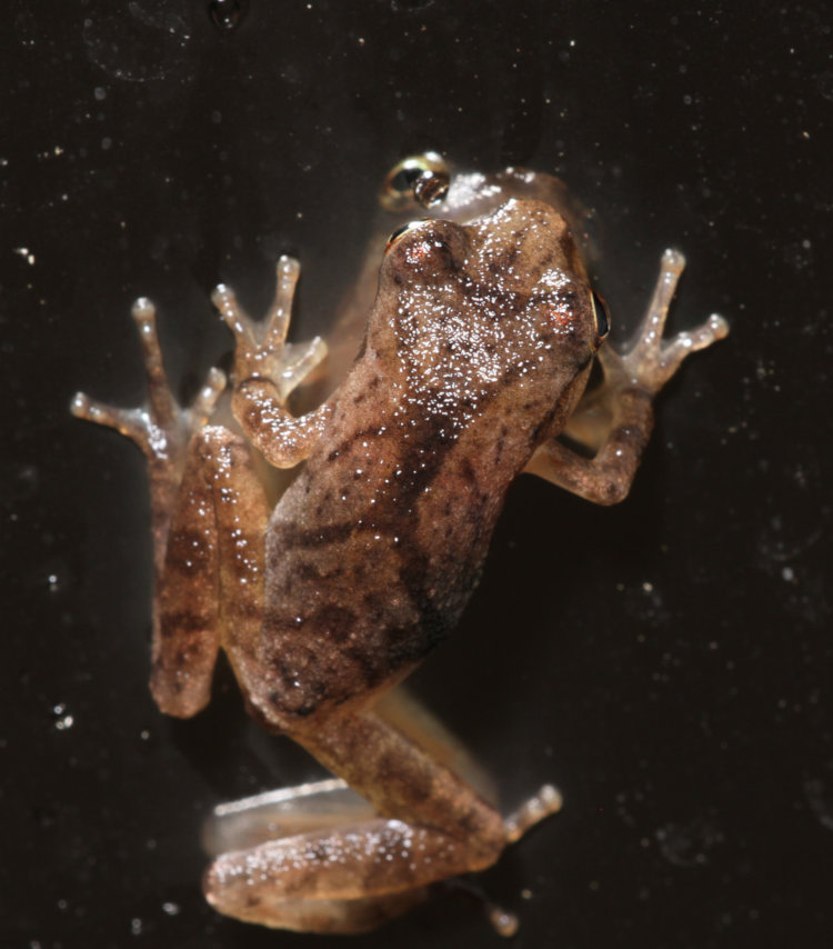 dorsal view of juvenile spring peeper Pseudacris crucifer showing identifying X marking across back