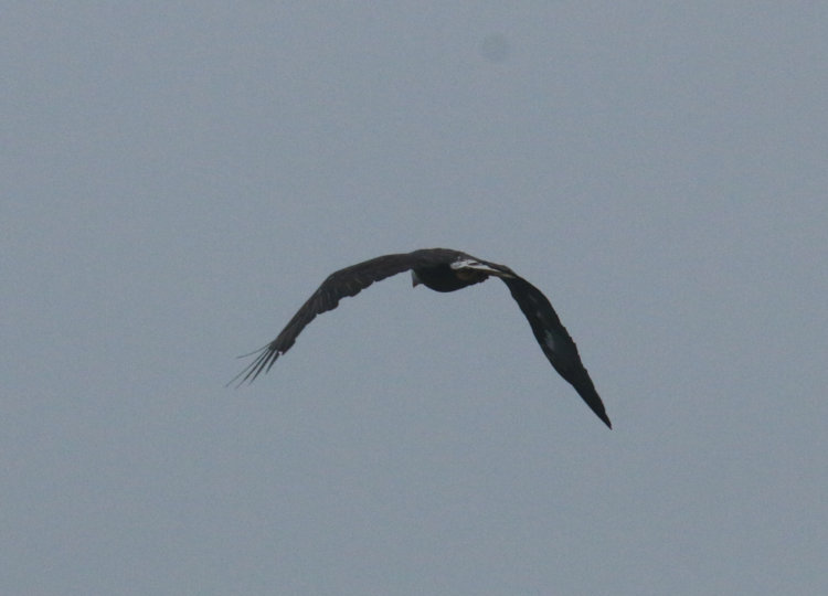 bald eagle Haliaeetus leucocephalus vanishing into distance on foggy predawn morning over Jordan Lake