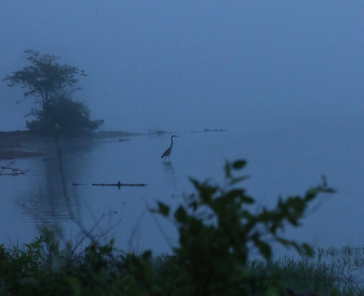 great blue heron Ardea herodias standing in shallows on Jordan Lake in gloom of predawn fog