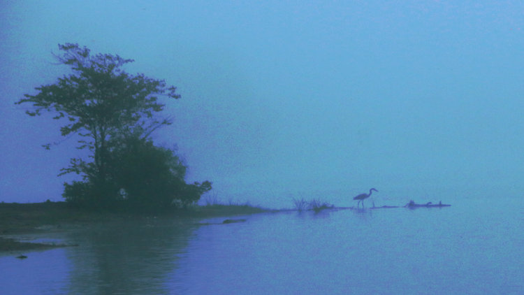 great blue heron Ardea herodias in classic pose on spit of land on Jordan Lake in predawn fog