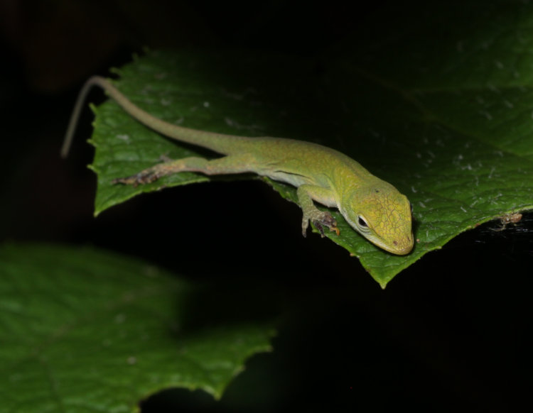 newborn Carolina anole Anolis carolinensis on oak-leaf hydrangea Hydrangea quercifolia