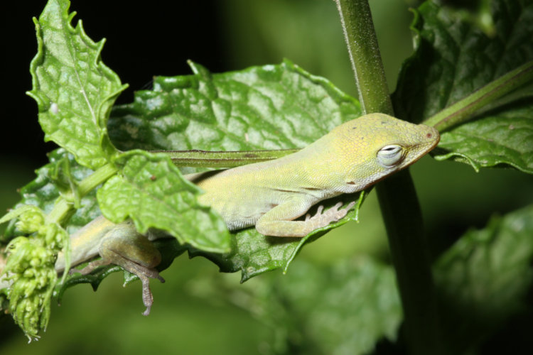 very young Carolina anole Anolis carolinensis sleeping on spearmint plant