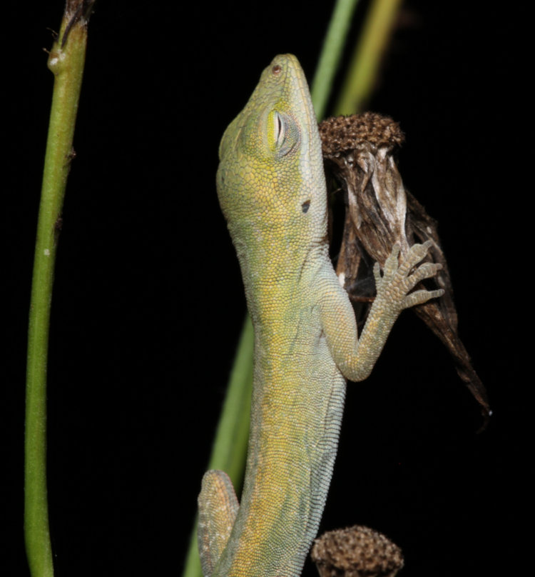 newborn Carolina anole Anolis carolinensis sleeping upright on weed stem