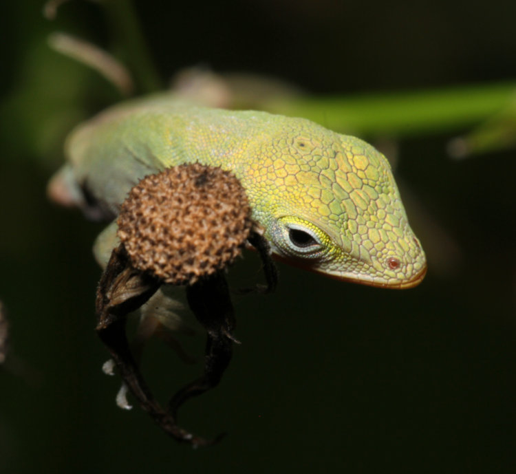 newborn Carolina anole Anolis carolinensis perched alongside dried flower bud, seen from above