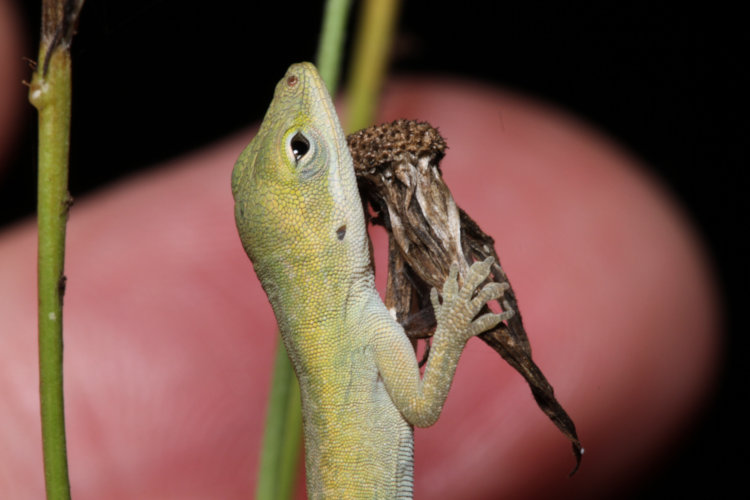 newborn Carolina anole Anolis carolinensis perched upright on weed with author's finger in background for scale
