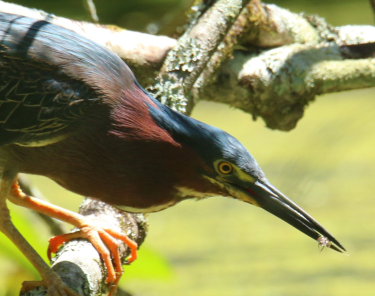 green heron Butorides virescens with small fish or insect capture