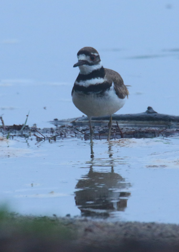 killdeer Charadrius vociferus looking anxious solely from viewing angle and facial markings
