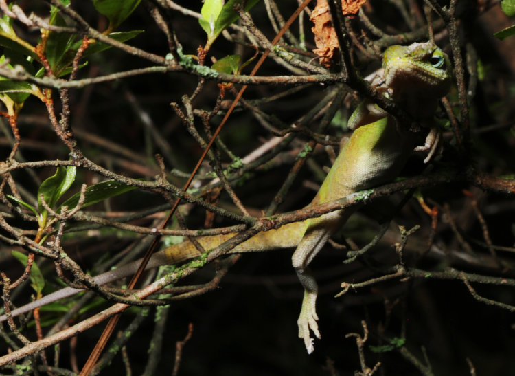 large adult Carolina anole Anolis carolinensis sprawled in branches of azalea bush