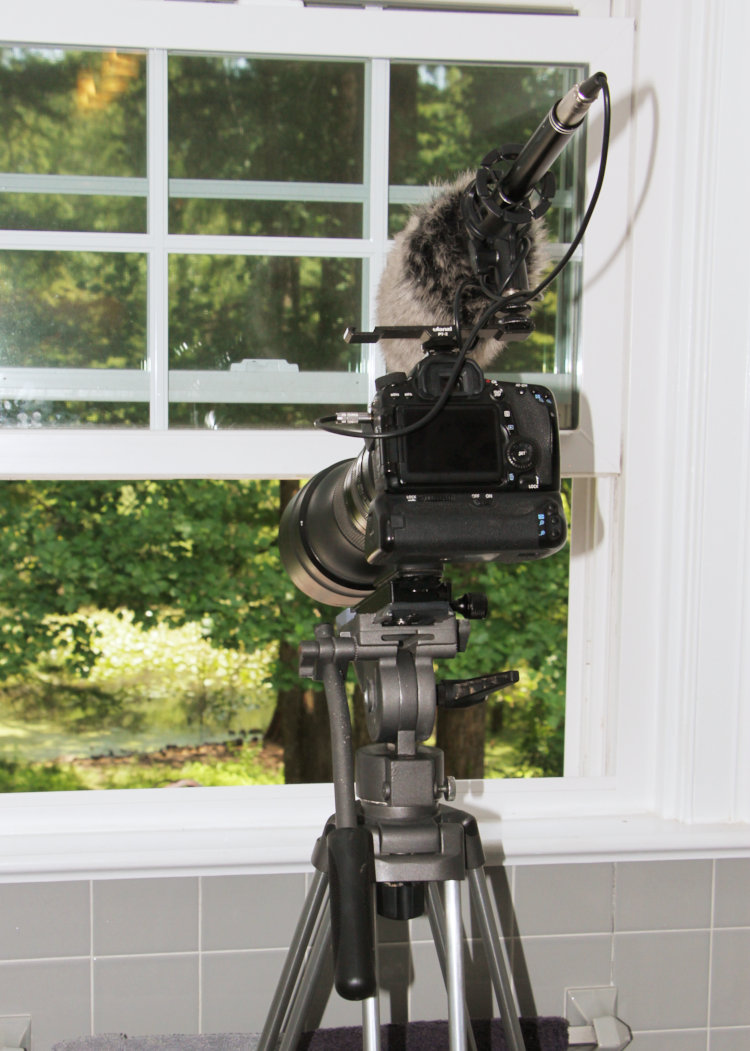 Canon 70D with Tamron 150-600 on unnamed fluid head for video