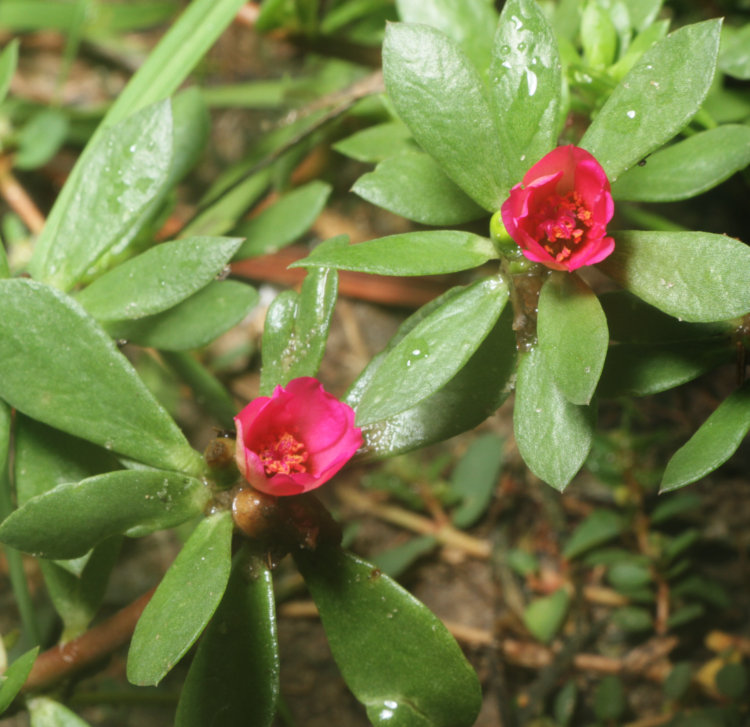 now-opening blossoms of likely Kiss Me Quick Portulaca pilosa after sunrise