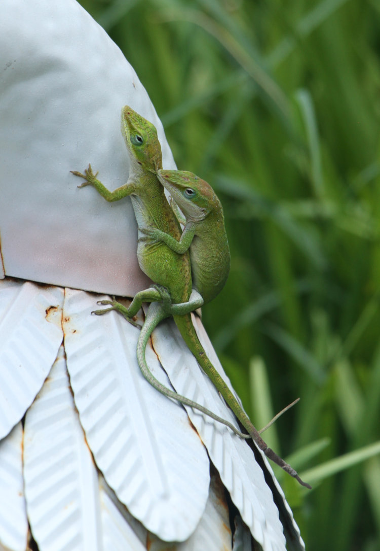 pair of Carolina anoles Anolis carolinensis mating, while the female appears already pregnant