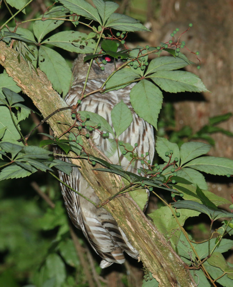 juvenile barred owl Strix varia on high branch still calling for food