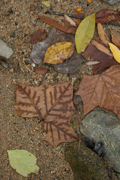 distinct veins in fallen brown leaf, likely American sycamore Platanus occidentalis