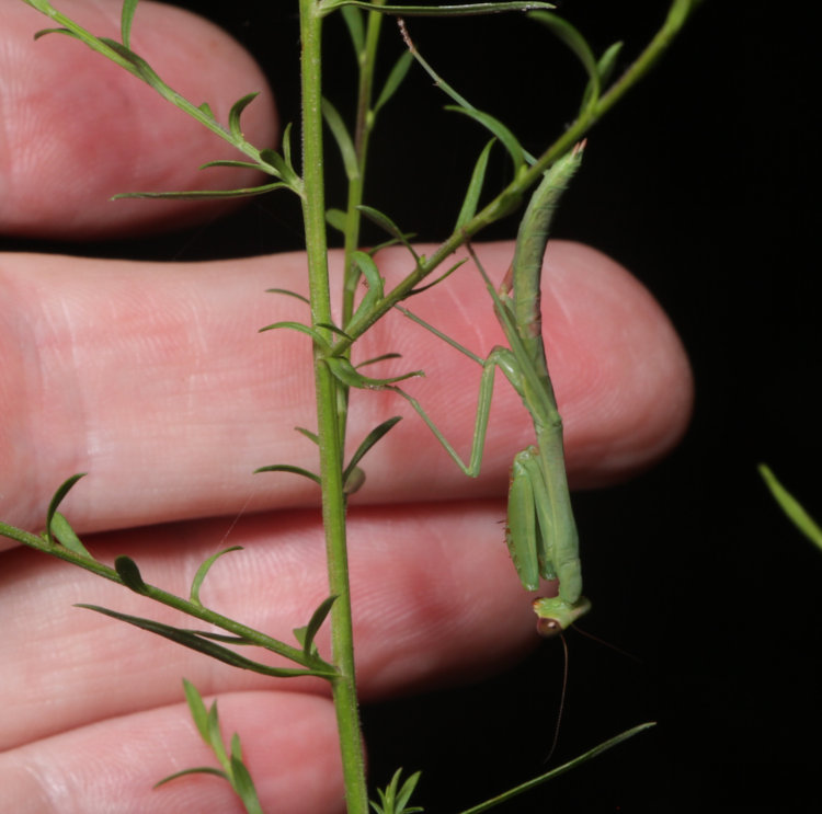 immature Carolina mantis Stagmomantis carolina with hand of author Homo sapiens narcissus for scale