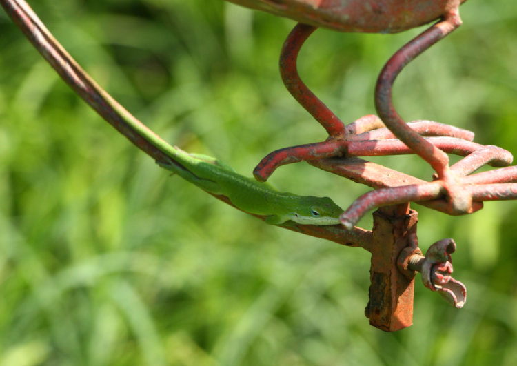 Carolina anole Anolis carolinensis in shade under metal sculpture
