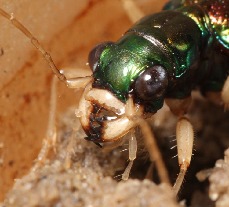 detail view of chelicerae of Carolina metallic tiger beetle Tetracha carolina in macro studio setting