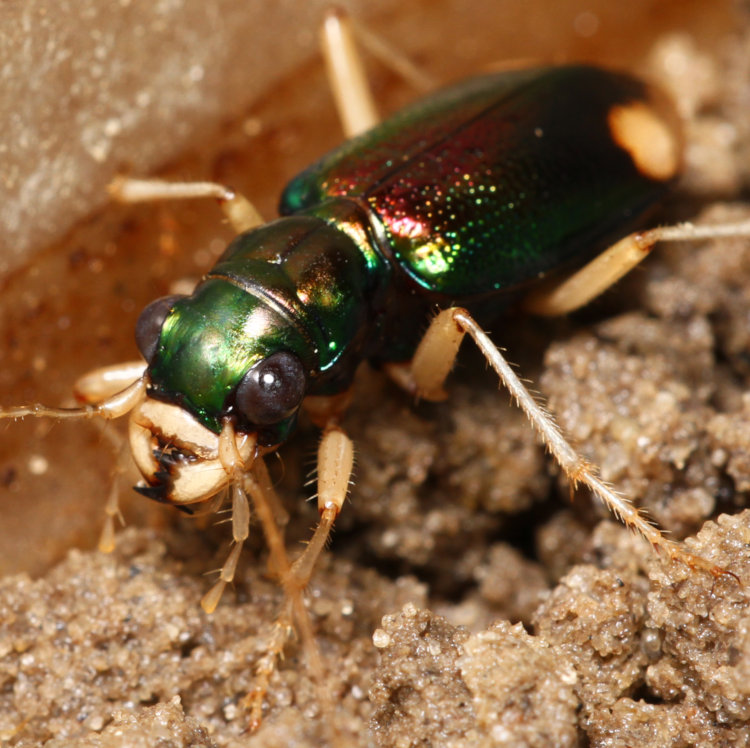 frontal view of Carolina metallic tiger beetle Tetracha carolina showing colors