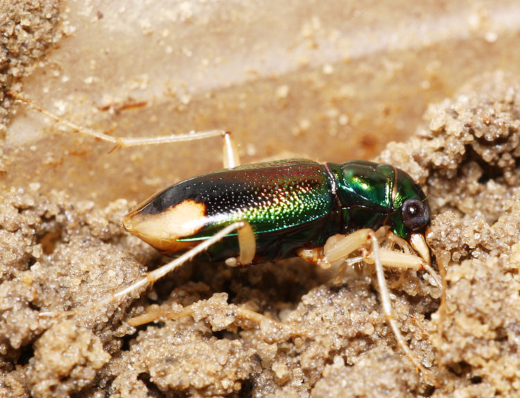 profile view of Carolina metallic tiger beetle Tetracha carolina in studio session