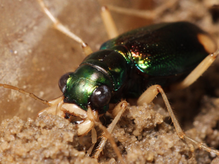 Carolina metallic tiger beetle Tetracha carolina in macro studio setting plowing through substrate soil