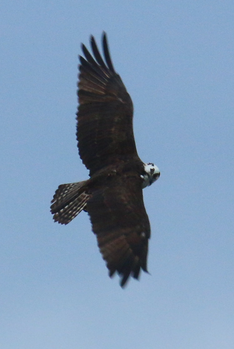 osprey Pandion haliaetus wheeling against overcast sky