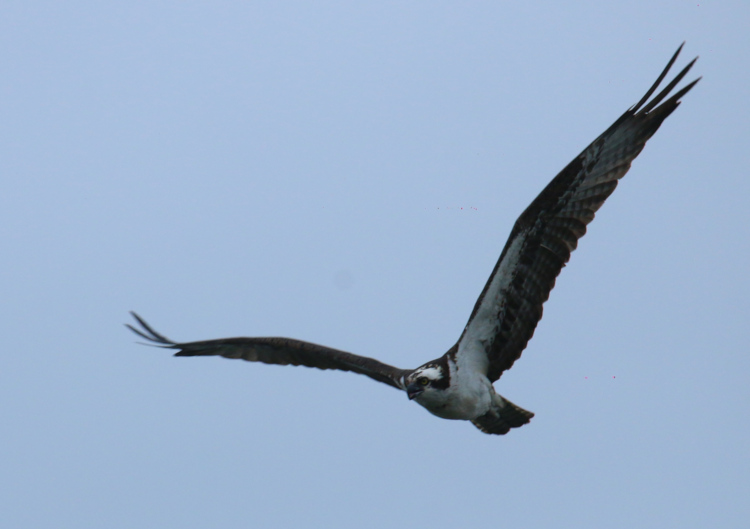 osprey Pandion haliaetus in nice pose against overcast sky
