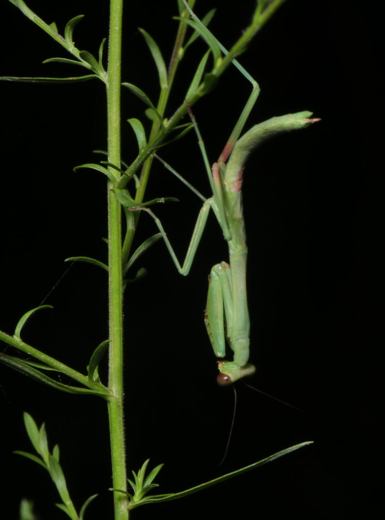 immature female Carolina mantis Stagmomantis carolina perched on unidentified weed