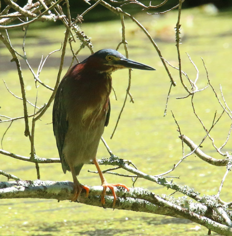 green heron Butorides virescens perched on low branch over pond