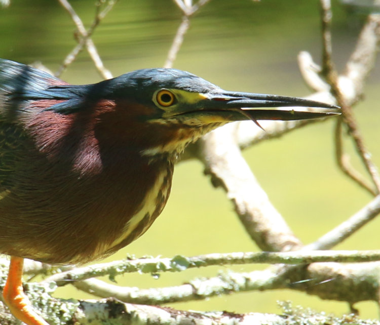green heron Butorides virescens showing tongue after unsuccessful strike at fish