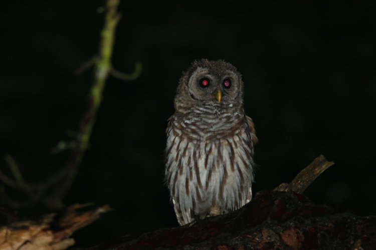 juvenile barred owl Strix varia in tree in backyard