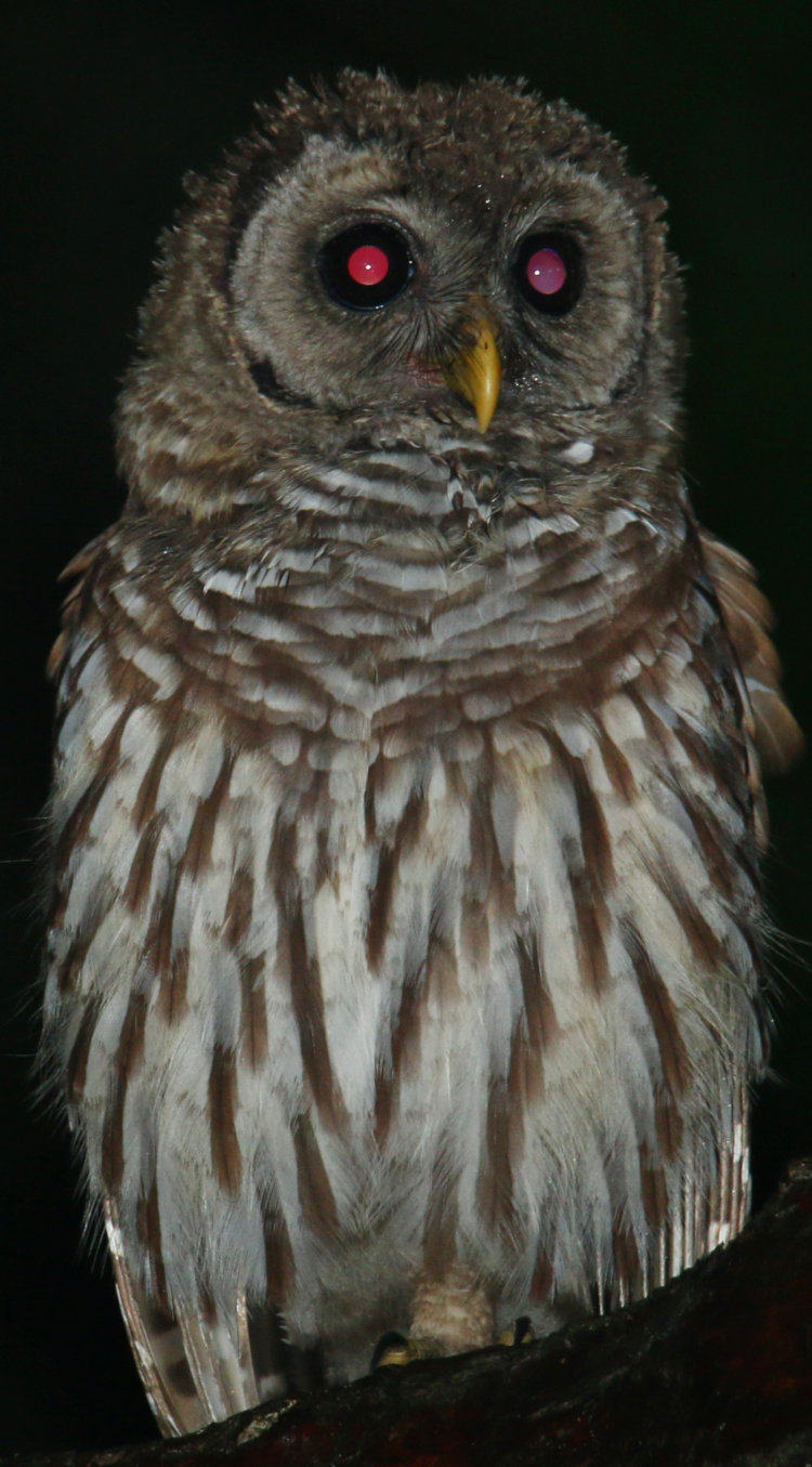 tighter crop of previous frame showing residual raindrops on juvenile barred owl Strix varia