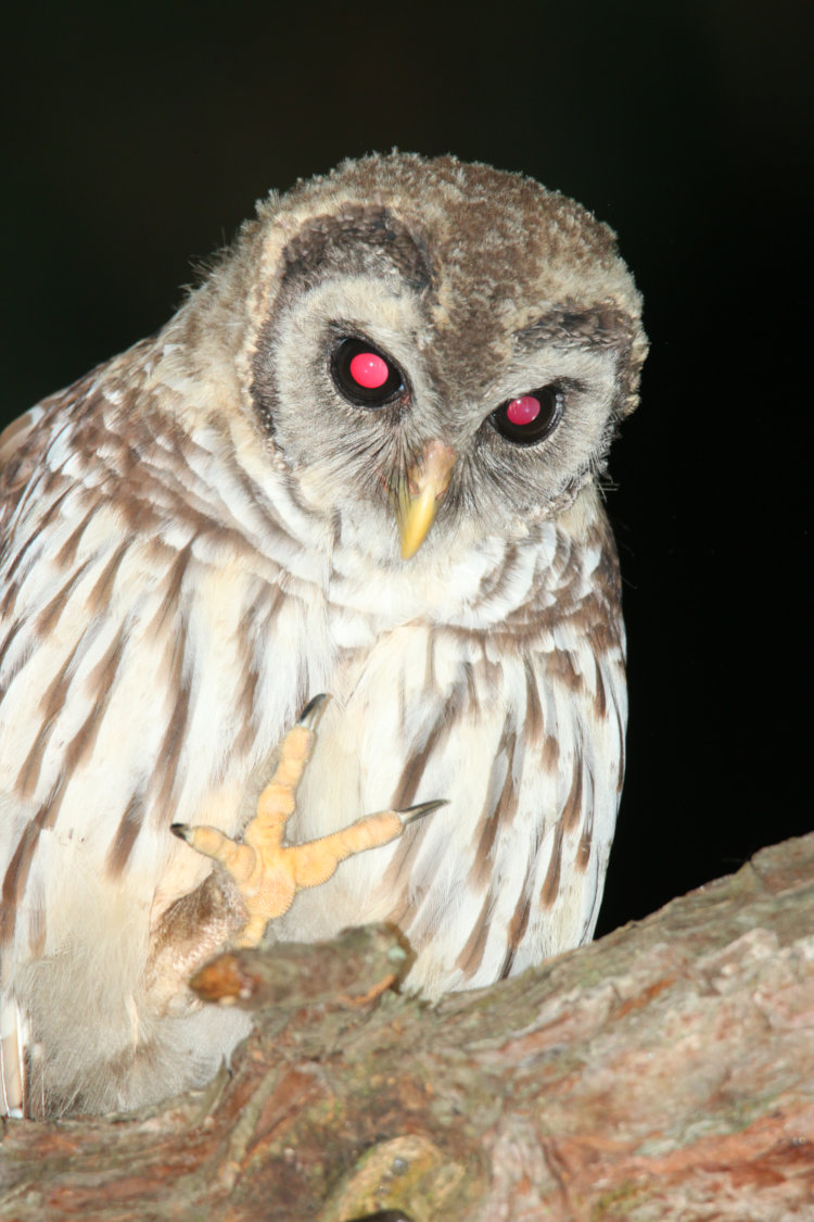 fluu-frame view of juvenile barred owl Strix varia with talon raised after scratching