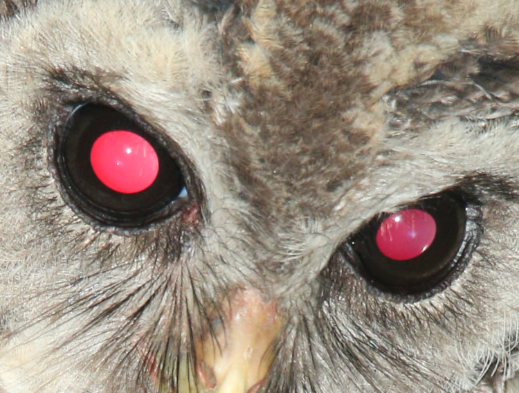 close crop of 'glaring' eyes of juvenile barred owl Strix varia in tree overhead