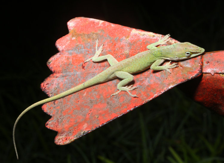 Carolina anole Anolis carolinensis on tail of metal bird sculpture at night