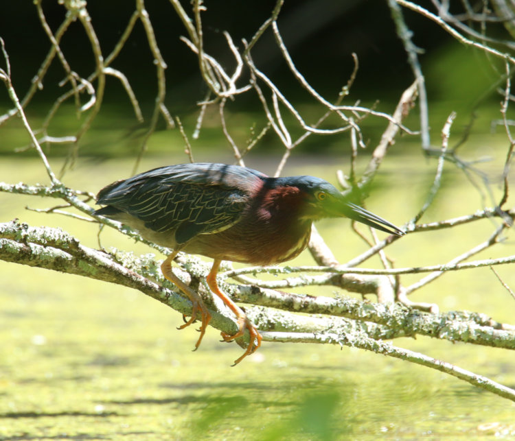 green heron Butorides virescens on low branch over pond partially obscured by intervening leaves