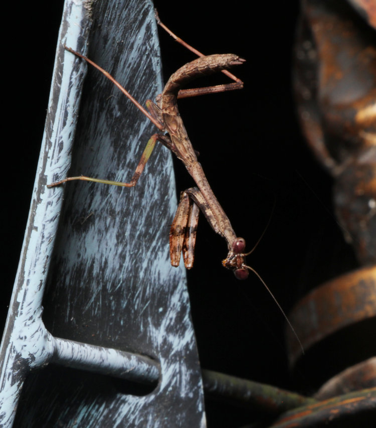 likely male immature Carolina mantis Stagmomantis carolina on wind spinner at night