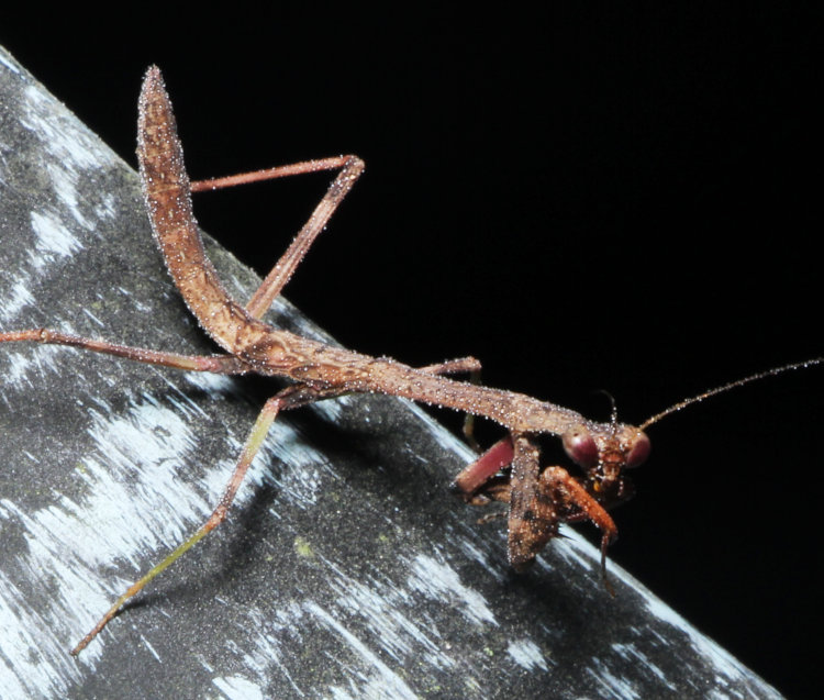 immature Carolina mantis Stagmomantis carolina consuming mist from own legs and eyes