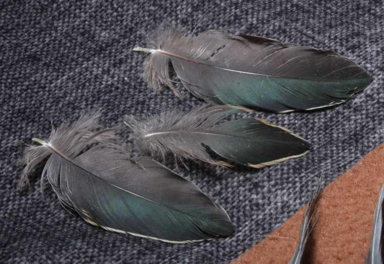 feathers of green heron Butorides virescens from kill site, showing tan edging to body coverts