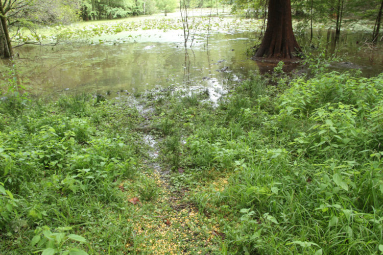 edge of pond flooded into yard by heavy rains