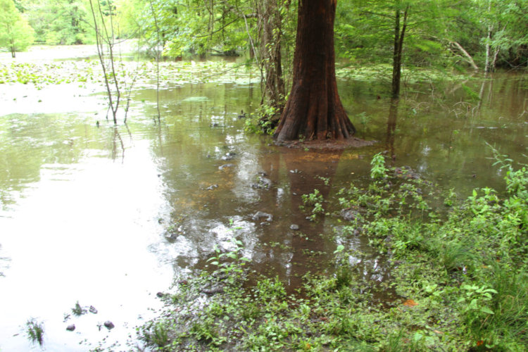 flooded edge of pond seen from side