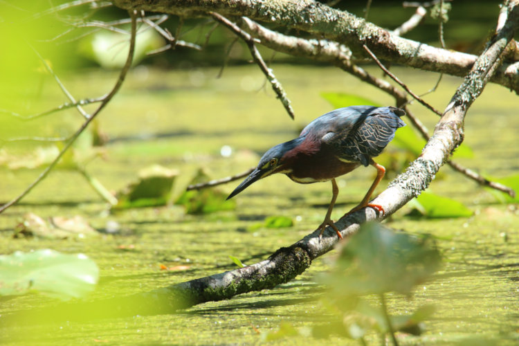 full-frame shot of green heron Butorides virescens hunting on low branc
