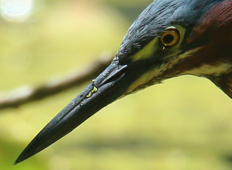 full-resolution inset of previous frame showing sharpness of focus