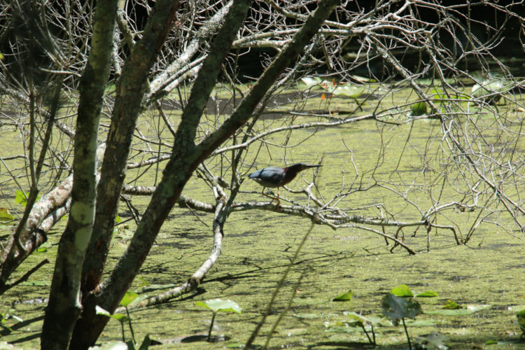 green heron Butorides virescens on tree on Turtle Island, from back deck