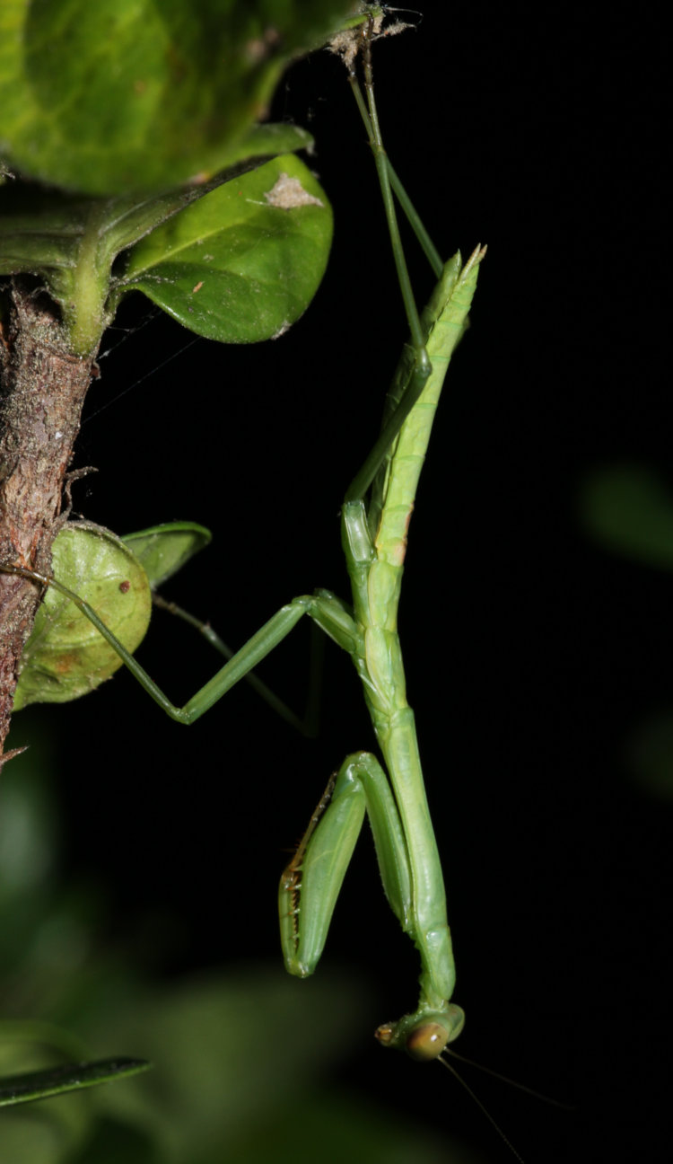 immature Chinese mantis Tenodera sinensis perched on diamond-spire gardenia Gardenia hybrid 'Leefive' PPIP leaves