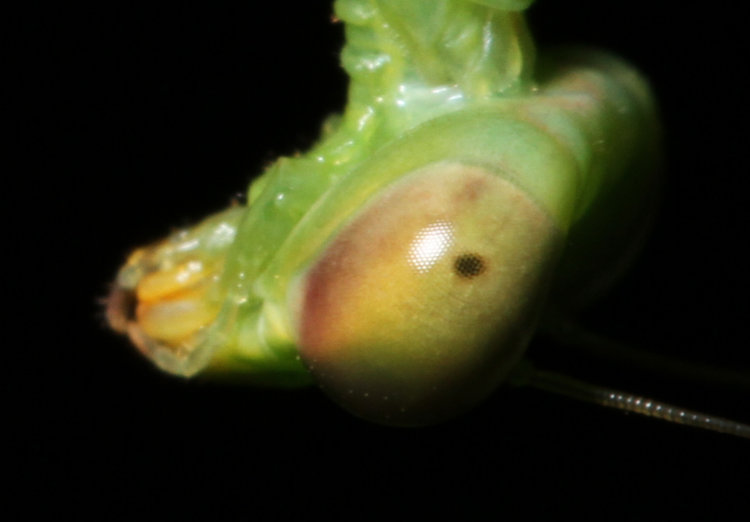 closeup of eye facets of immature Chinese mantis Tenodera sinensis